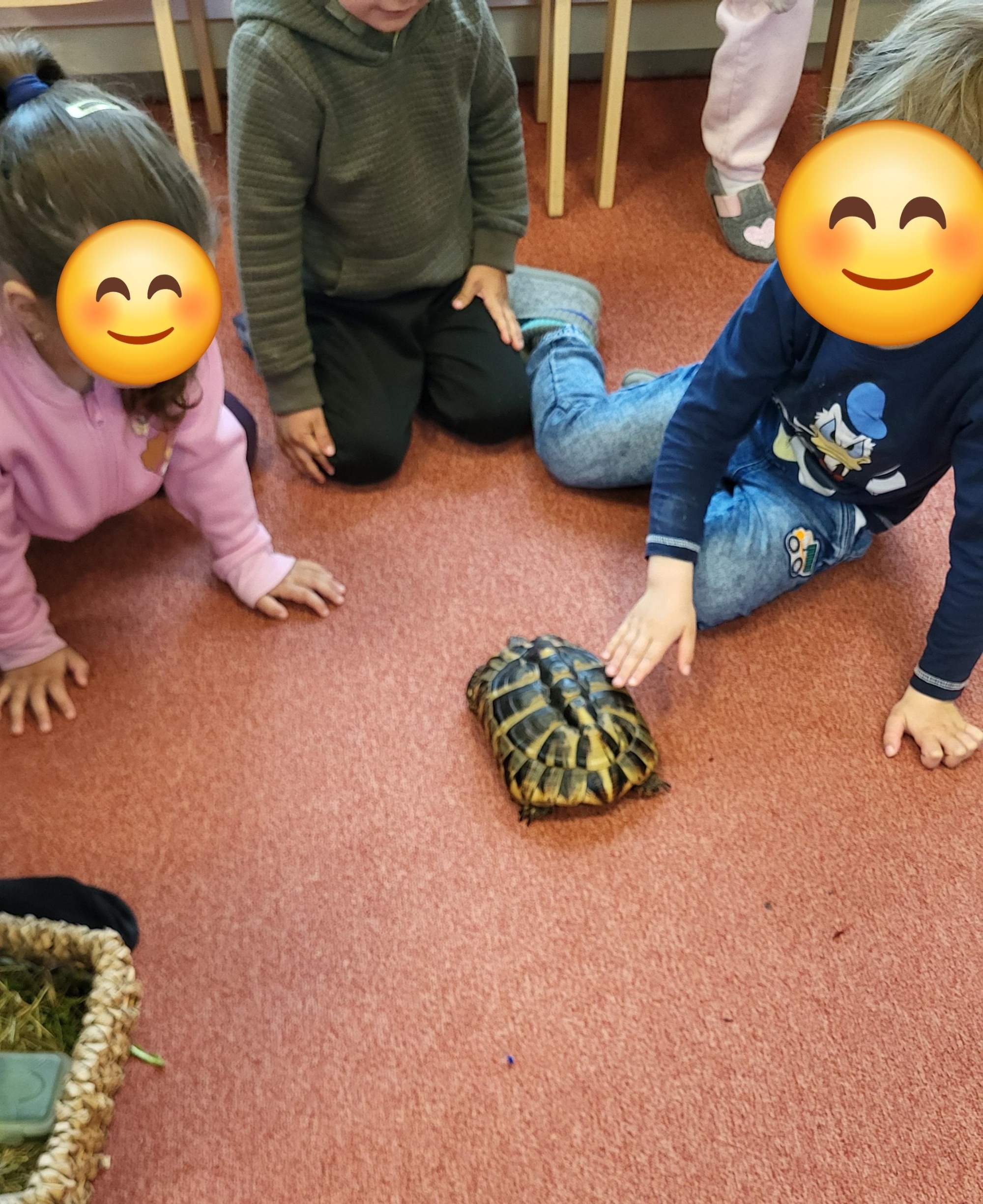Eine Schildkröte im Kindehaus