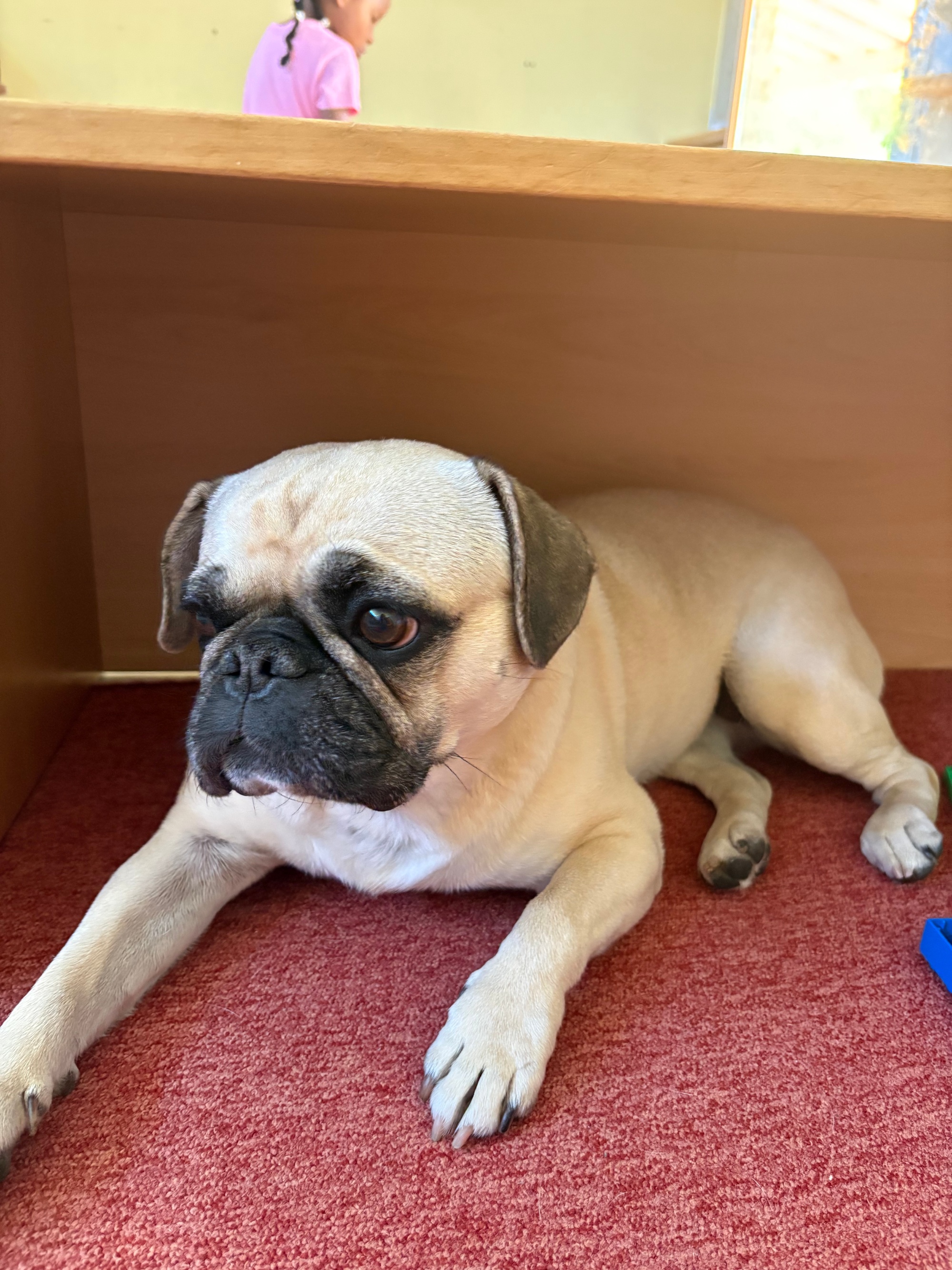 Hund Maya zu Besuch