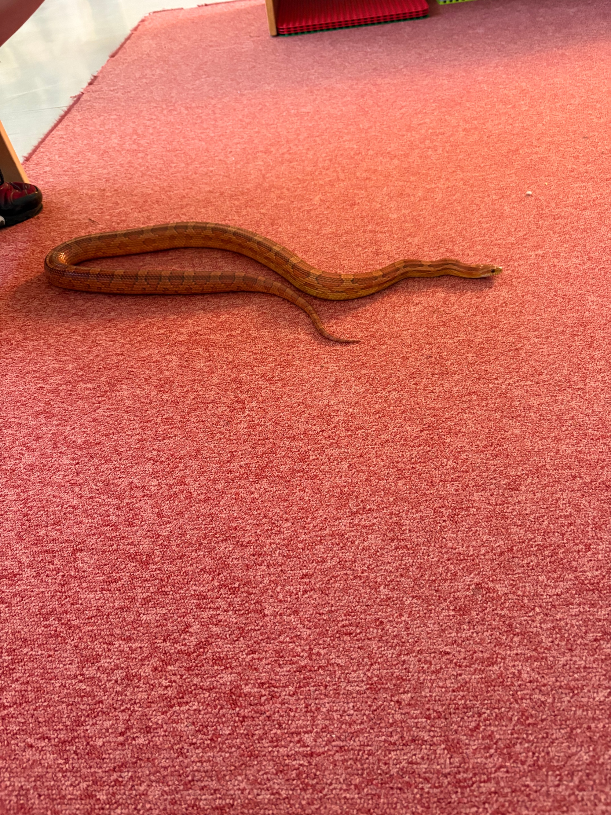 Schlange Oranka zu Besuch